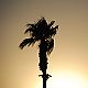 Palm tree in Arizona